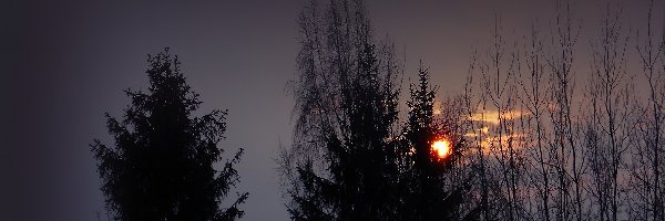Drzewa, Słońce, Ukryte, Zima