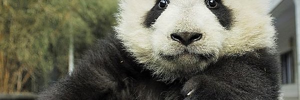 Opona, Panda