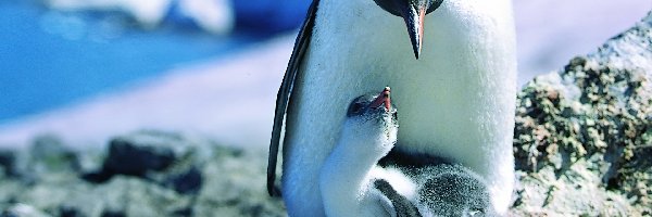 Młode, Pingwin, Mama
