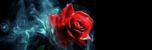 Dym, Róża, Czerwona