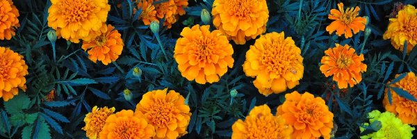 Pomarańczowa, Aksamitka, Kwiaty