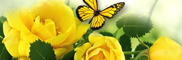Żółte, Motyl, Liście, Róże