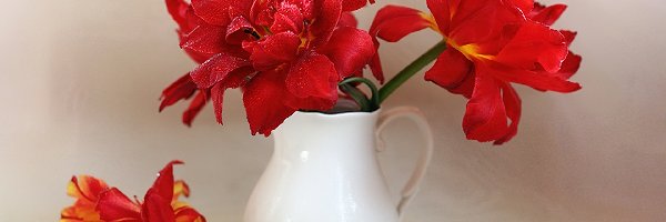 Tulipany, Wazon, Wielopłatkowe, Czerwone