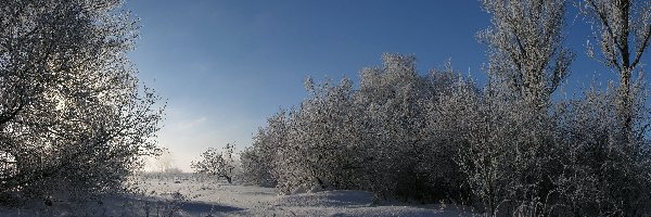 Krzewy, Niebo, Śnieg, Drzea