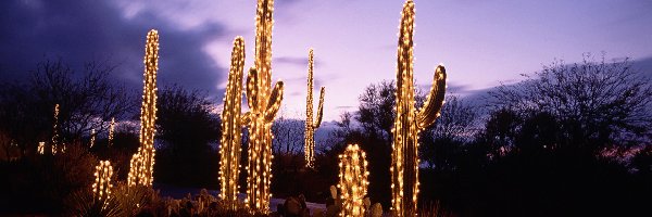 Oświetlenie, Święta, Drzewa, Kaktusy