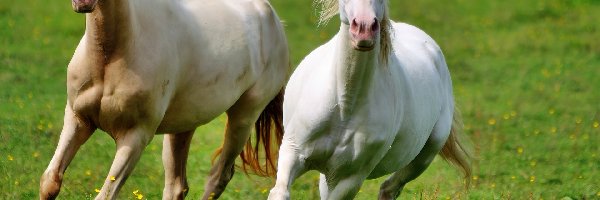 Konie, Białe