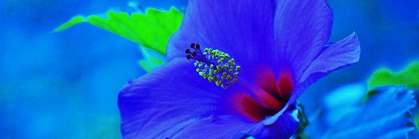 Błękit, Hibiskus, Kwiat