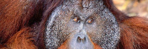orangutan, Małpa