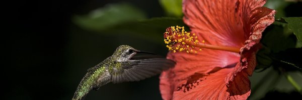 Kwiatek, Koliber