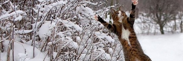Śnieg, Kot, Skaczący, Zima
