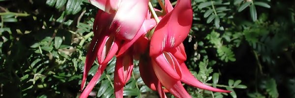 Puniceus, Clianthus