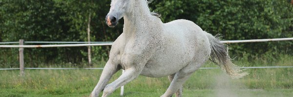 Galop, Klacz, Siwa