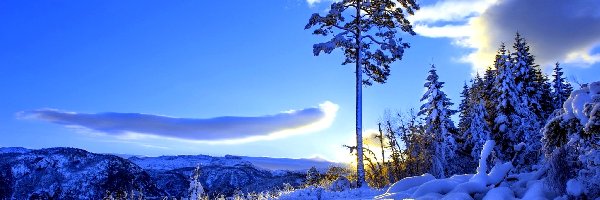 Śnieg, Góry, Drzewo