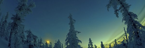 Śnieg, Drzewa, Zmierzch