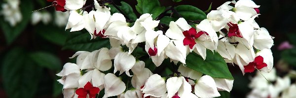 Klerodendrum, Kwiaty, Białe