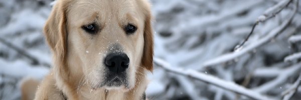 Labrador, Śnieg, Gałęzie, Biszkoptowy