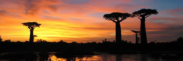 Zachód Słońca, Jezioro, Baobab