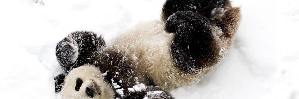 Panda, Zima, Śnieg, Miś