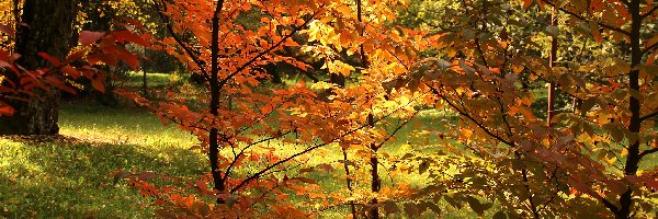 Drzewa, Kolorowe, Jesień, Liście, Czerwone