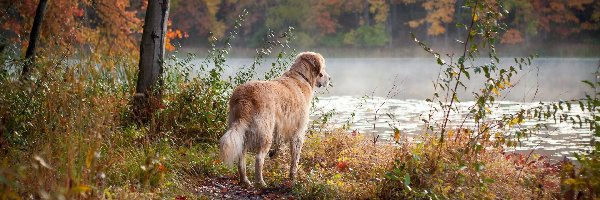 Pies, Las, Rzeka, Golden Retriever, Jesień