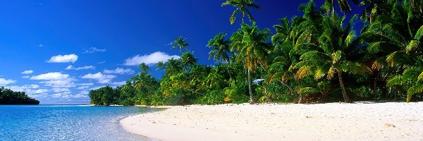 Palmy, Plaża, Wyspy Cooka
