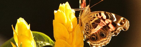 Kwiat, Żółty, Motyl