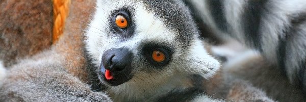 Huśtawka, Lemur