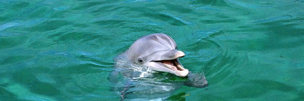 Woda, Delfin