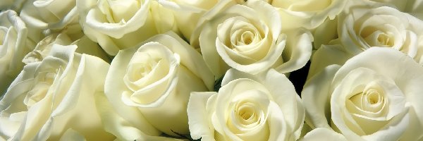 Róże, Białe