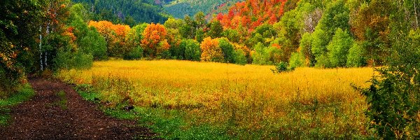 Góry, Kolorowe, Lasy, Jesień, Drzewa
