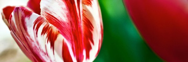 Tulipan, Biały, Czerwono