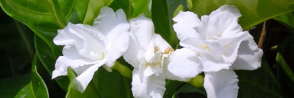 Gardenia, Kwiat, Biały