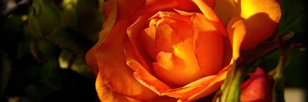 Róży, Pomarańczowej, Kwiat