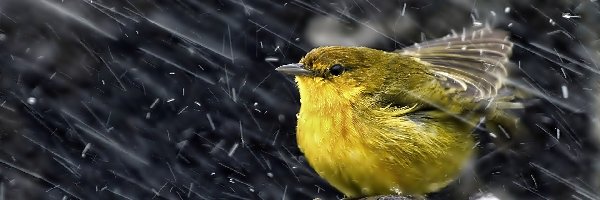 Deszcz, Ptaszek, Żółty