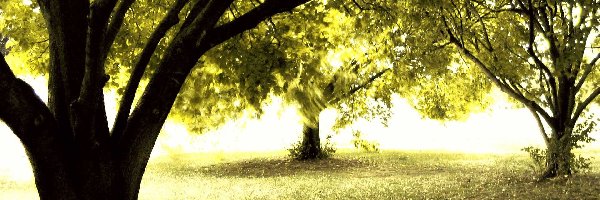 Światło, Drzewa, Park