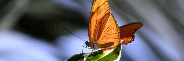 Liść, Motyl, Pomarańczowy