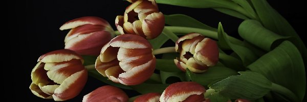 Tulipany, Ceberek