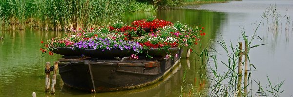 Kwiaty, Łódka, Jezioro