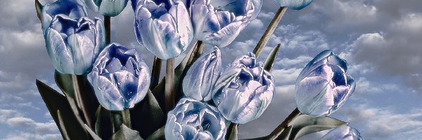 Tulipany, Niebieskie