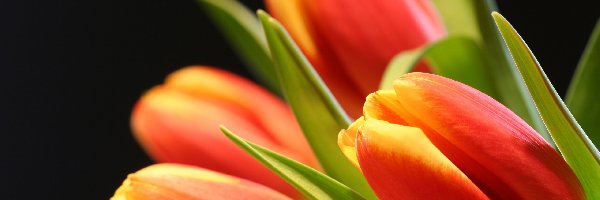 Tulipany, Liście, Główki, Czerwone