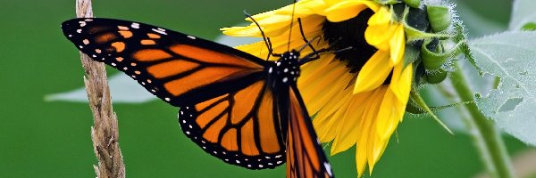 Słonecznik, Motyl, Monarcha