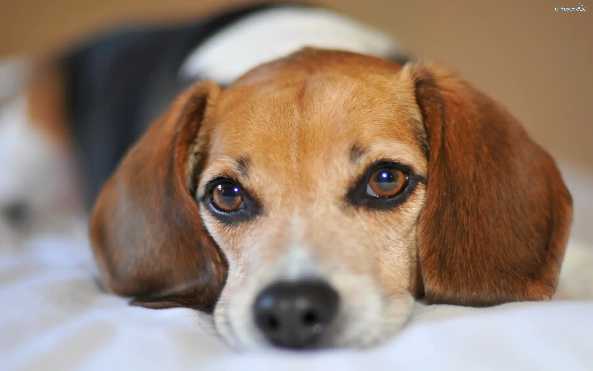 Pies, Oczy, Mordka, Beagle