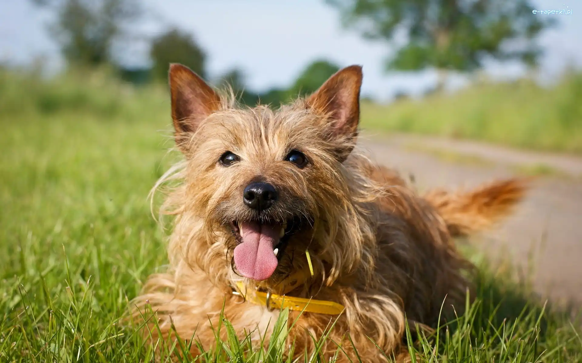 Terrier australijski, Piesek