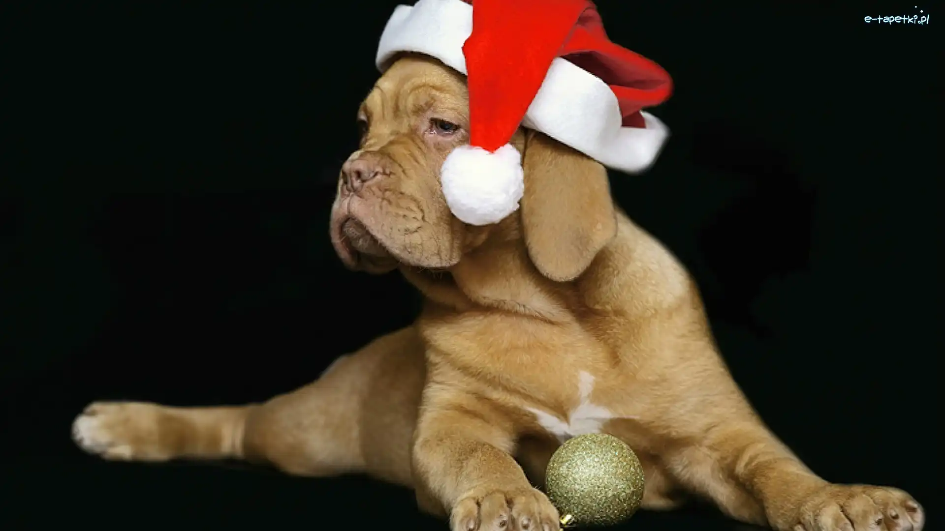 Czapka, Dog de Bordeaux, Mikołaja, Pies