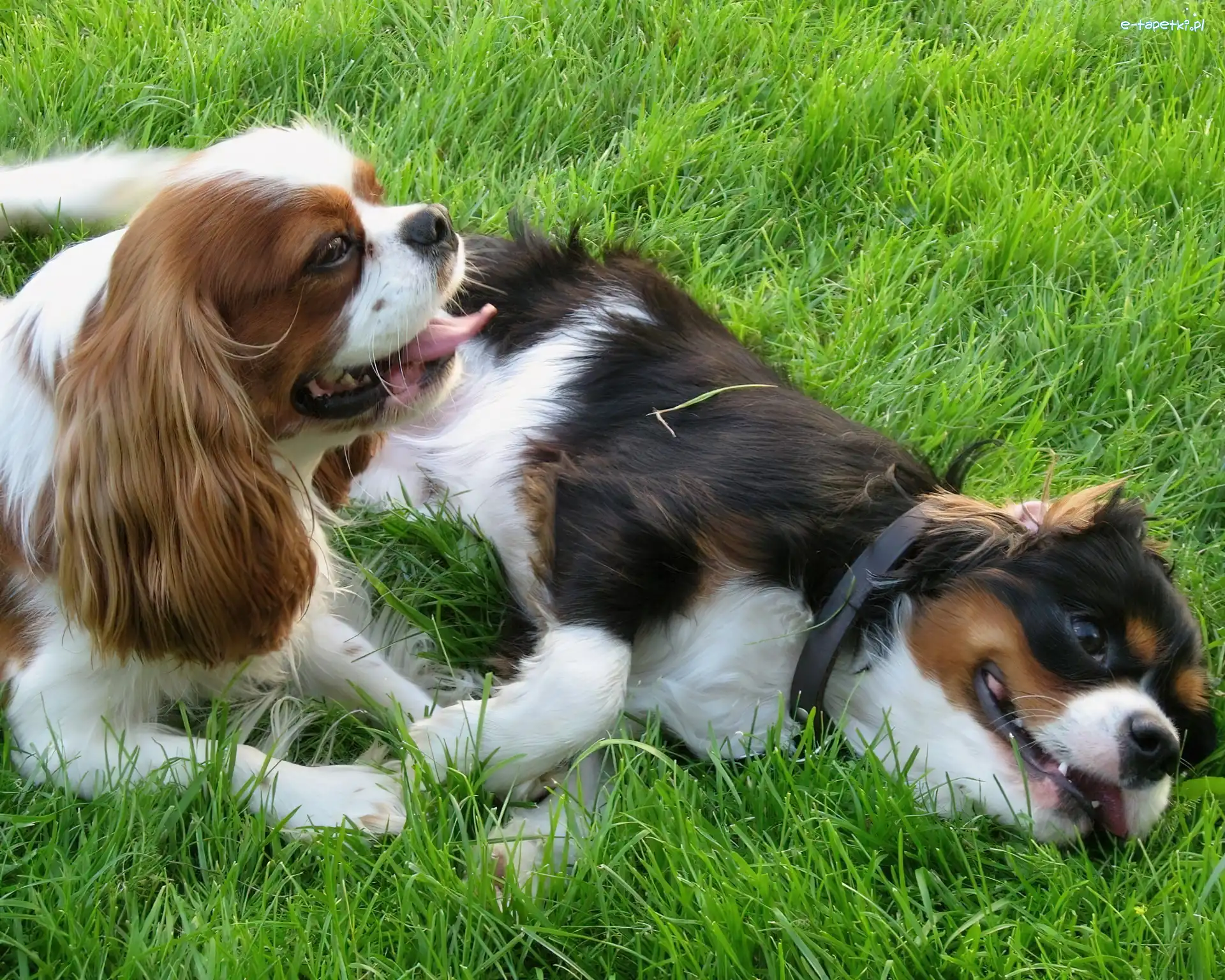 Pieski, Trawa, Toy Spaniel Angielski, Dwa