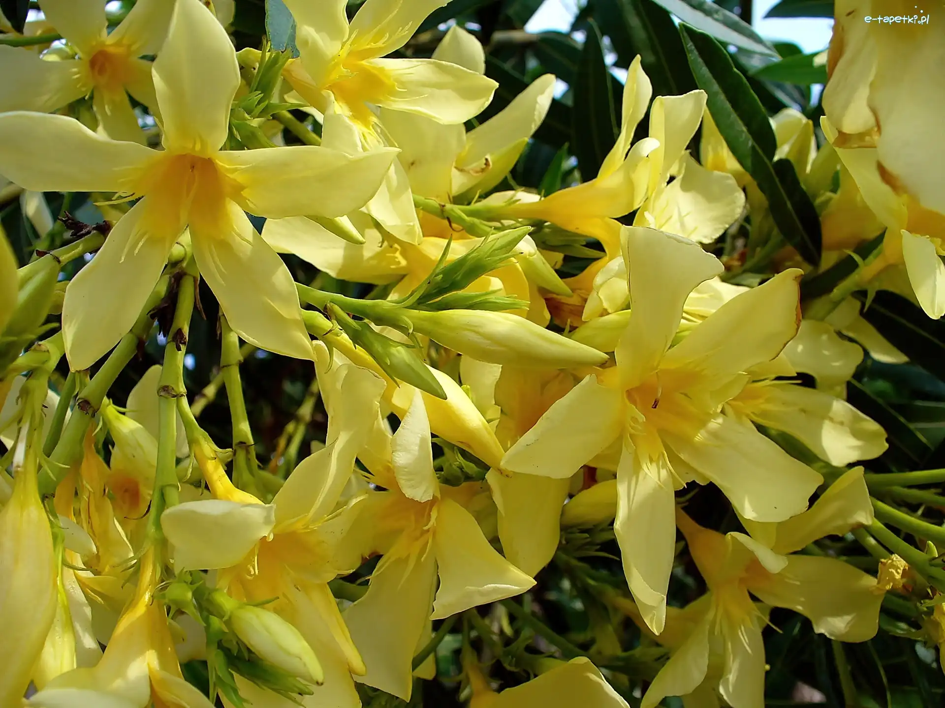 Oleander, Żółty, Kwitnący