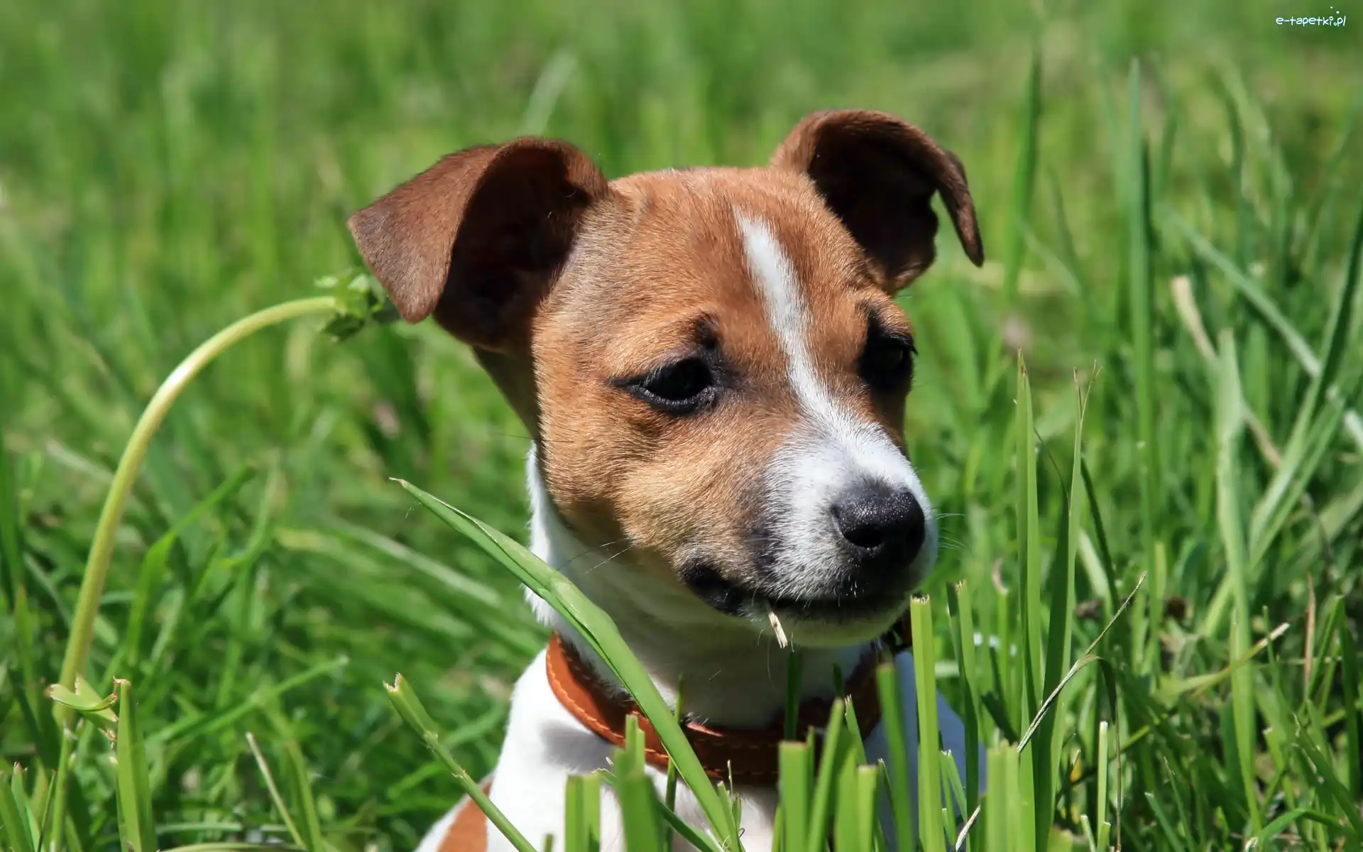 Trawa, Jack Russel Terrier