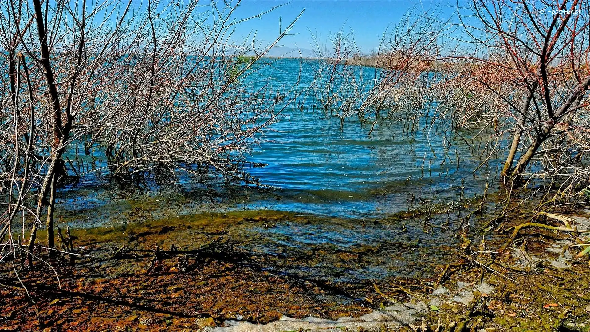 Drzewa, Jezioro