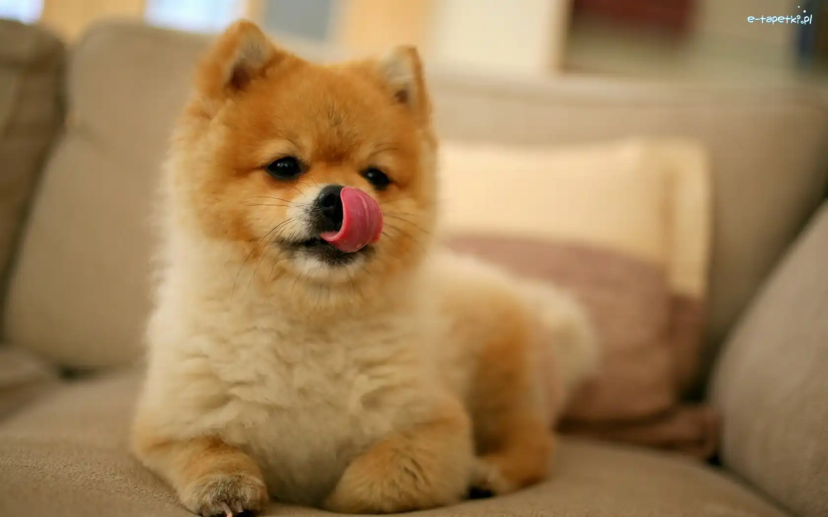 Język, Inu, Akita