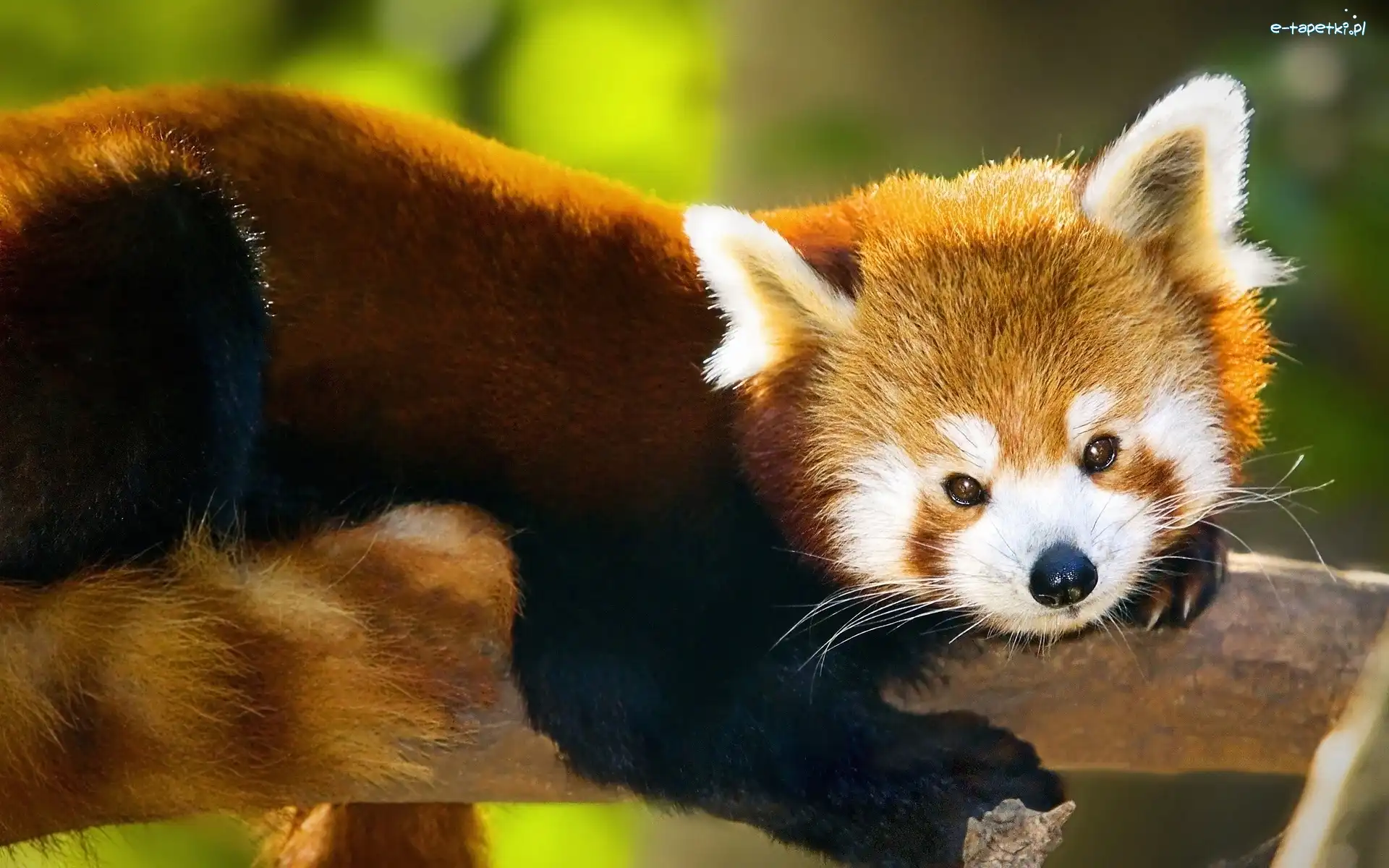 Panda, Pandka ruda, Drzewo, Czerwona